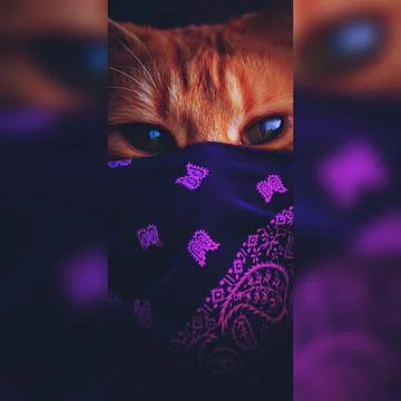 Red-headed cat Stock Photos