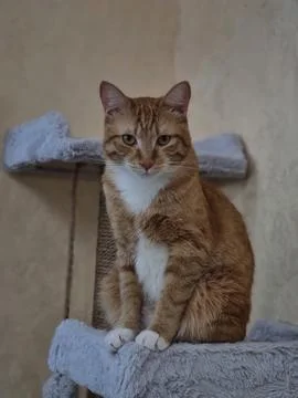 Red-headed cat Stock Photos