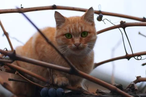 Red-headed cat sits on a branch of grapes. Stock Photos