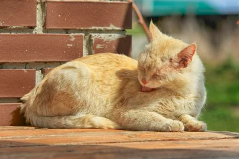 Red-Headed Cat Washes Foto stock