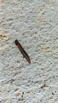 Red-Headed Caterpillar on a Rough Surface Stock Photos