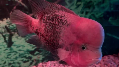 Red-headed cichlid Stock Footage 253546894