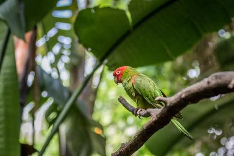 Red headed conure on a branch. Stock Photos