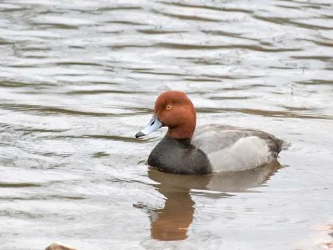 Red-headed duck Stock Photos