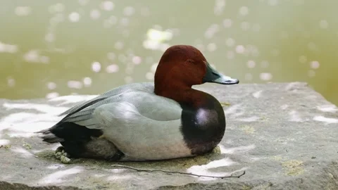 Red-headed duck sits calmly on a sun-dappled rock near reflective pond water 库存影片 334092576