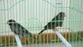Red-headed finch (Amadina erythrocephala) in green cage HD Footage