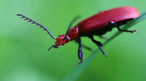 Red-headed fire beetles Stock-Footage 24377014