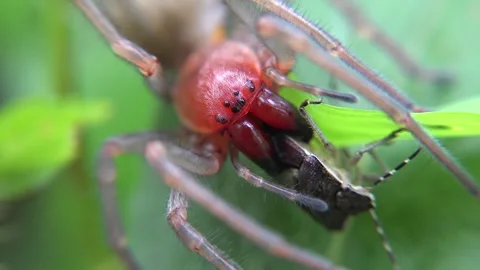 Red headed gray spider hunting on green leaf - Spider Insect and Wildlife Scene 스톡 동영상 339371631