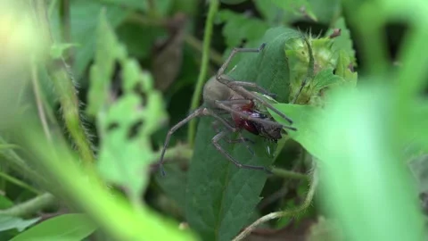 Red headed gray spider hunting on green leaf while - Scale Drama and Food Chain 스톡 동영상 339371821