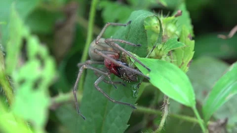 Red headed gray spider hunting on green leaf - Spider Insect and Garden Ecology 스톡 동영상 339371913