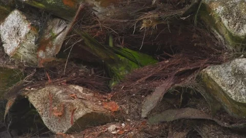 Red-headed green parrot nesting inside palm bark in urban Miraflores, Lima, Peru Vidéo 309526451