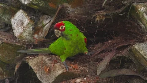 Red-headed green parrot perched in a palm tree hollow in Miraflores, Peru Video stock 309526481