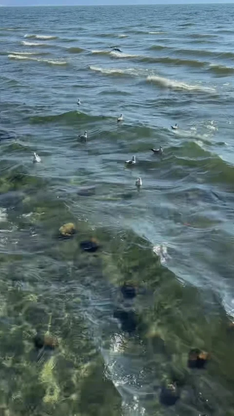 Red-headed gulls floating on the crystal clear water of Erhai Lake, Yunnan. Video stock 328788542