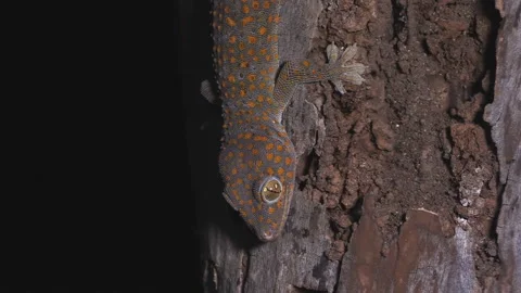 Red-headed Lizard, (Calotes versicolor) on a tree at night Video stock 107390782