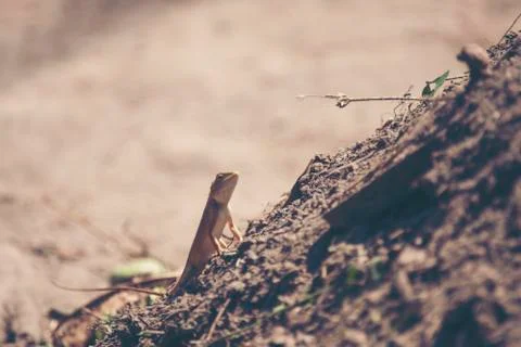Red-headed lizard on ground Stock Photos
