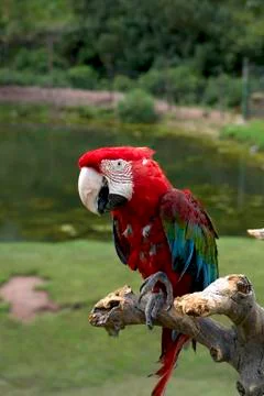 Red Headed Macaw Stock Photos