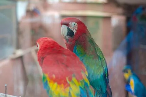Red Headed Macaws Stock Photos