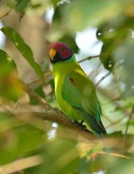 Red headed parakeet in perch Stock Photos