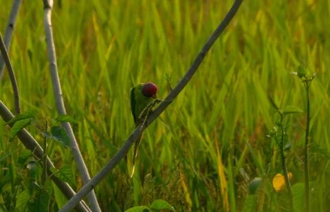 Red headed parakeet Stock Photos