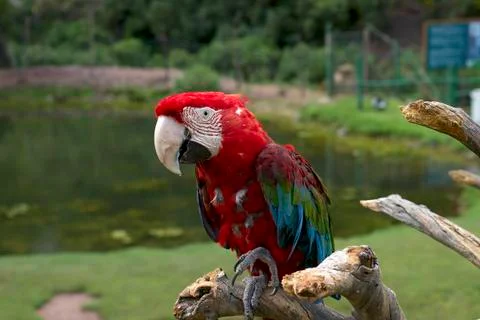 Red Headed Parrot Close-up Stock Photos