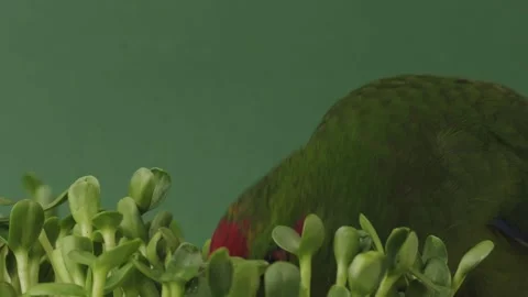 Red-headed parrot feeding microgreen against green background Stock Footage 334962810