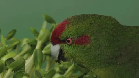 Red-headed parrot feeding microgreen against green background Stock Footage 334962870