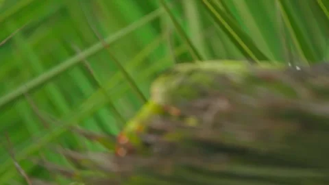 Red-headed parrot hiding among the green foliage in Miraflores, Lima, Peru Vidéo 309526012