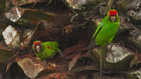 Red-headed parrot perched on a palm tree branch in Miraflores, Lima, Peru Video stock 309528549