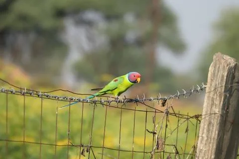 Red headed parrot 스톡 사진