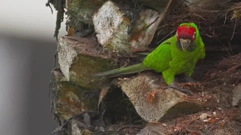 Red-headed parrot sitting on a palm tree in Miraflores, showcasing vibrant Stock Footage 309528049