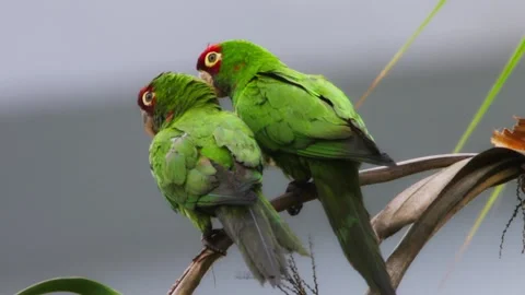 Red-headed parrots mating and grooming on a branch in Lima's Miraflores district 스톡 동영상 309527849