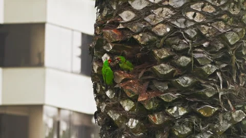 Red-headed parrots on palm tree in Lima, Peru, a vibrant and natural urban scene Stock Footage 309527864