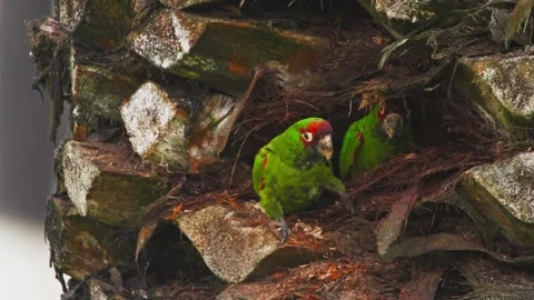 Red-headed parrots in their palm tree nest, tropical wildlife in Miraflores Stock Footage 309528034