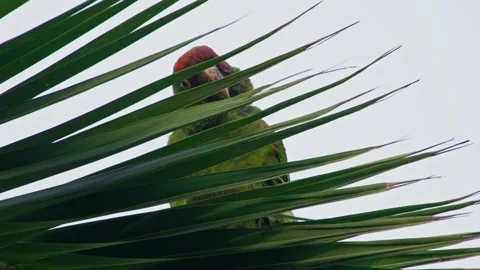Red-headed Psittacara parrot hides curiously behind palm leaves in urban Peru Video stock 309528146