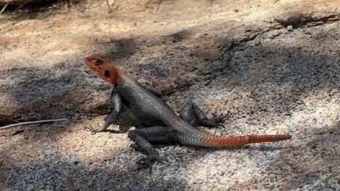 Red headed rock agama in Namibia Stock Footage 334946209