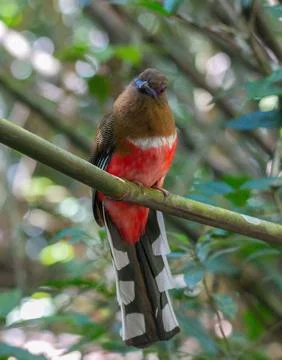 Red-Headed Trogon Perched on a Bamboo Branch in a Tropical Forest Stock Photos