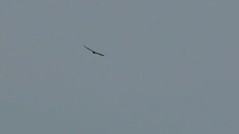 Red-headed Vulture, Cambodia Vídeo Stock 121608700