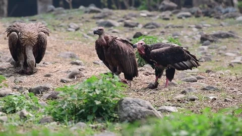 Red-headed vulture eating bone Stock-Footage 243757685