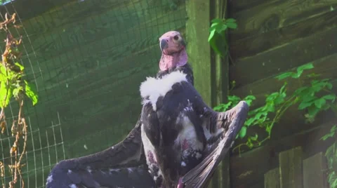 Red headed Vulture Vídeos de archivo 66181261