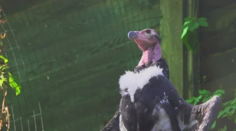 Red headed Vulture Stock Footage 66182862