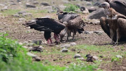 Red headed vulture Stock-Footage 243757585