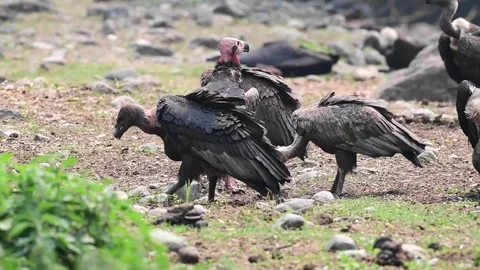 Red headed vulture Stock Footage 244294382