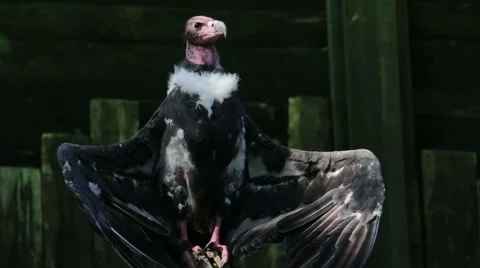Red Headed Vulture with Open Wings Stock Footage 65792773