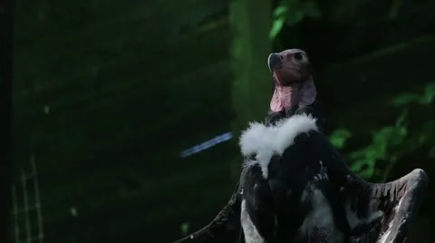 Red Headed Vulture with Open Wings Stock Footage 65792883
