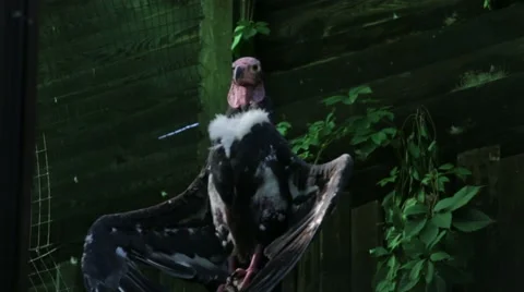 Red Headed Vulture with Open Wings, Stock Footage 65793123