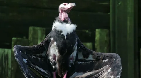Red Headed Vulture with Open Wings Stock Footage 65793377