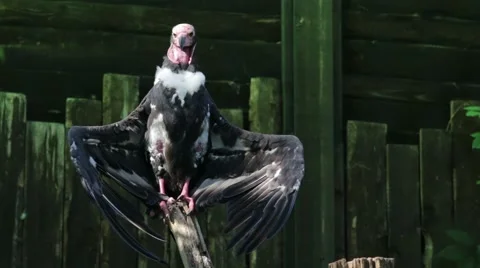 Red Headed Vulture with Open Wings Stock Footage 65793741