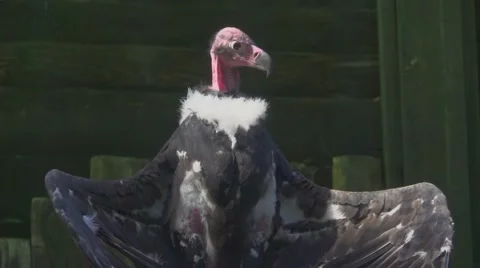 Red Headed Vulture, Slow Motion Stock Footage 65944680