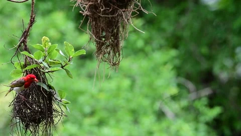 Red-headed Weaver Stock Footage 319752718