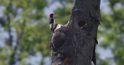 Red-Headed Woodpecker 1 Stock Footage 295972939